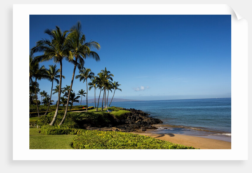 Palm Trees and Beach Along the Southern Maui by Anonymous