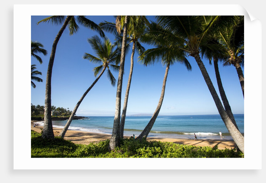 Palm Trees and Beach Along the Southern Maui by Anonymous