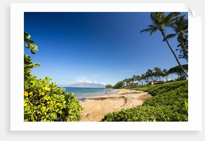 Palm Trees and Beach Along the Southern Maui by Anonymous