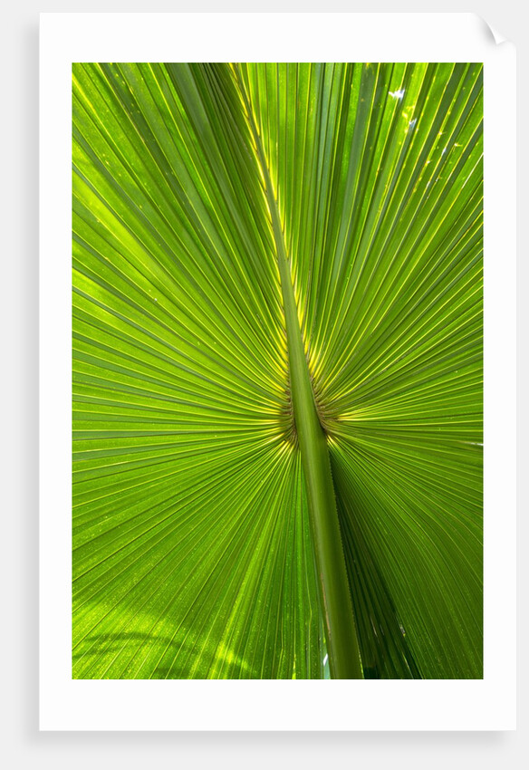 Hawaiian Fan Palm with Back lighting by Anonymous
