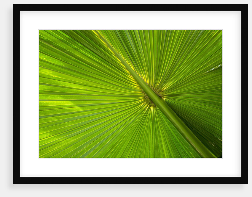 Hawaiian Fan Palm with Back lighting by Anonymous