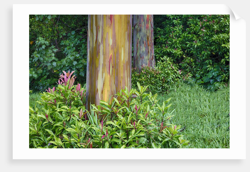 Rainbow Eucalyptus Trees (Eucalyptus deglupta) by Anonymous