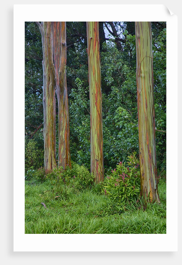 Rainbow Eucalyptus Trees (Eucalyptus deglupta) by Anonymous