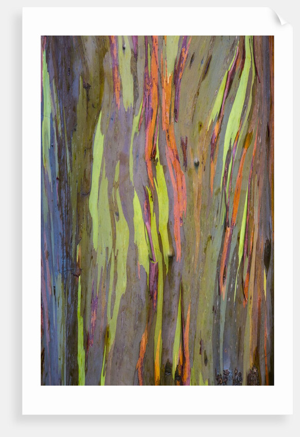 Rainbow Eucalyptus Trees (Eucalyptus deglupta) by Anonymous