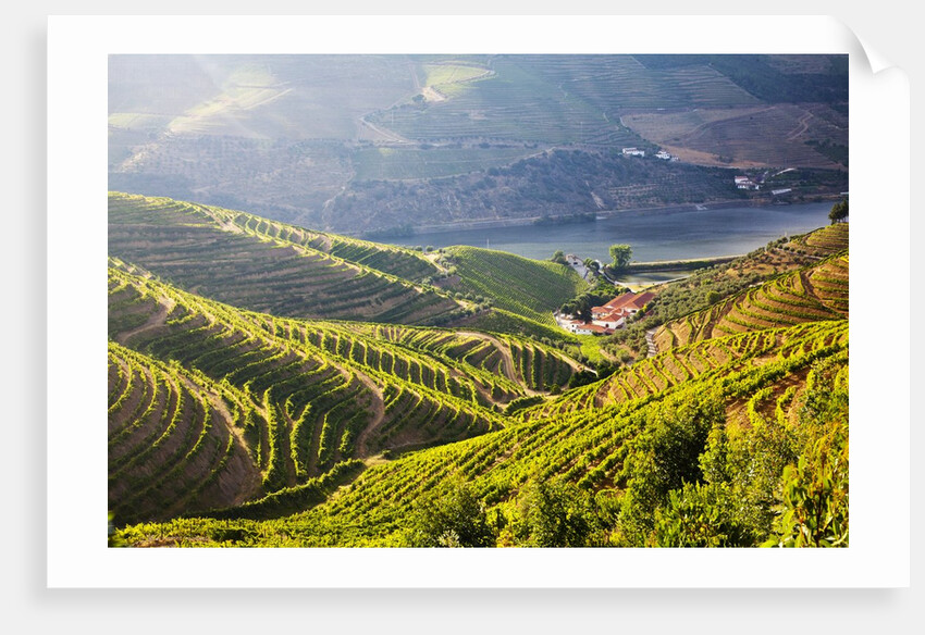 Terraced Vineyards lining the hills of the Duoro Valley by Anonymous