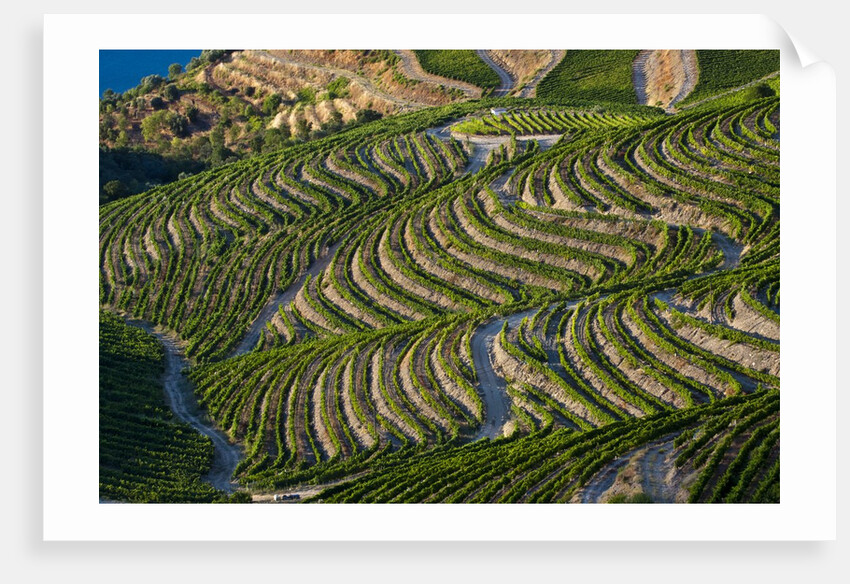 Terraced Vineyards lining the hills of the Duoro Valley by Anonymous
