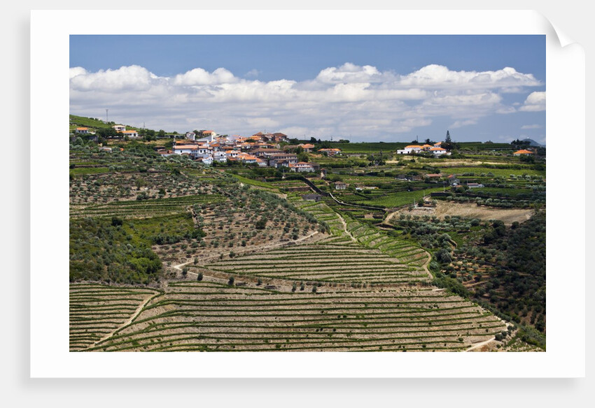 Terraced Vineyards lining the hills of the Duoro Valley by Anonymous