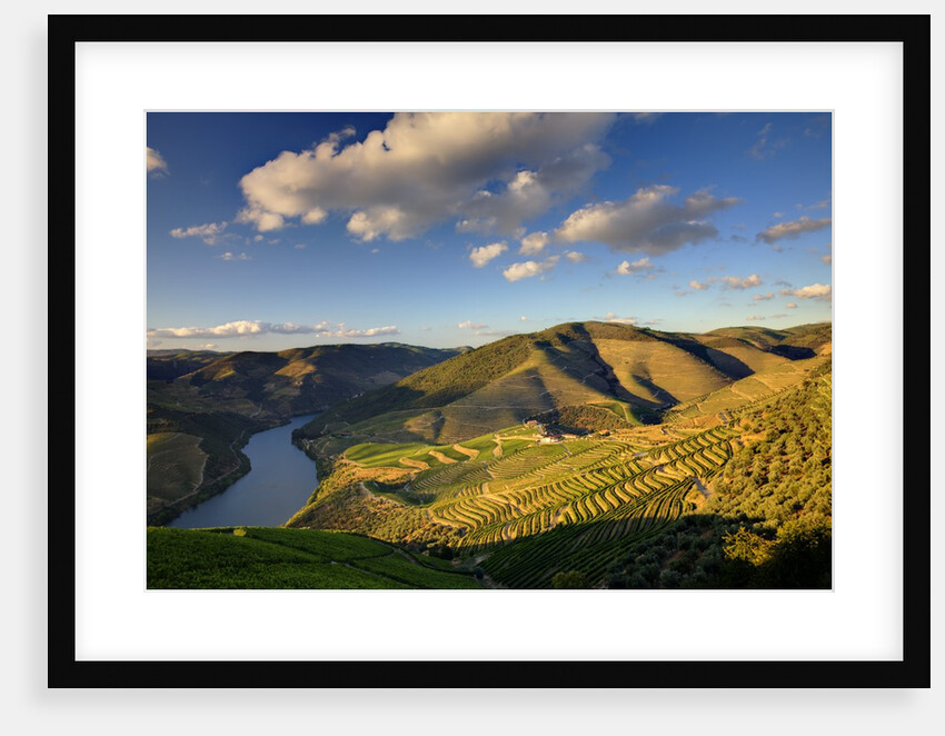 Terraced Vineyards lining the hills of the Duoro Valley by Anonymous