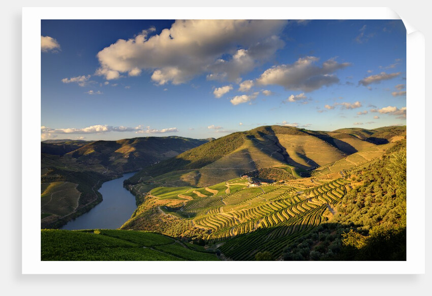 Terraced Vineyards lining the hills of the Duoro Valley by Anonymous
