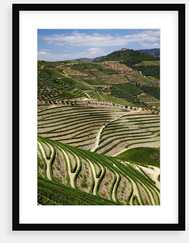 Terraced Vineyards lining the hills of the Duoro Valley by Anonymous