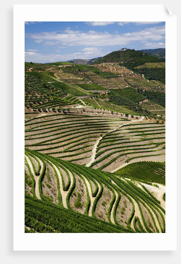 Terraced Vineyards lining the hills of the Duoro Valley by Anonymous