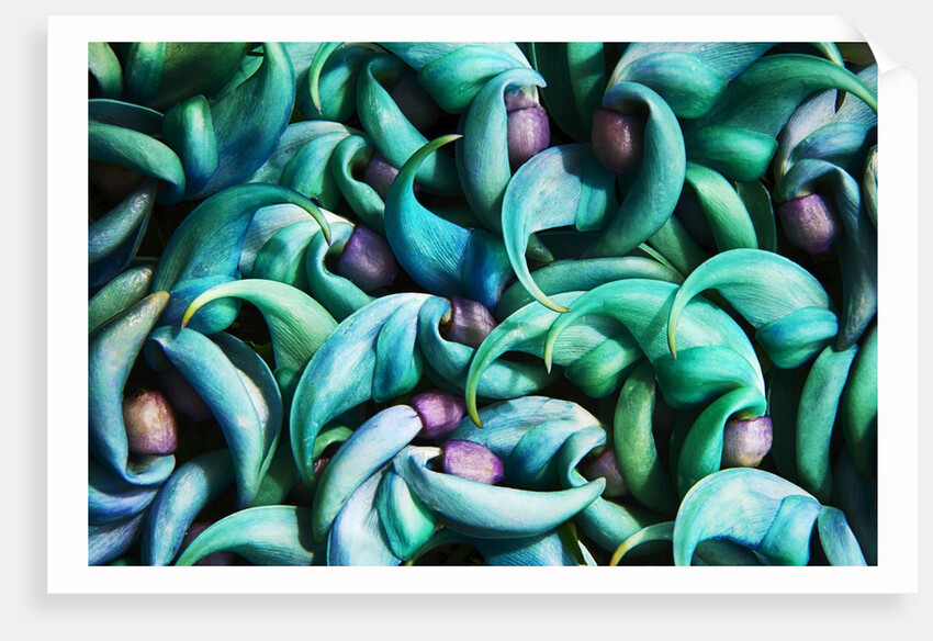 Tropical Gardens with Display of Blue Jade Seeds by Anonymous