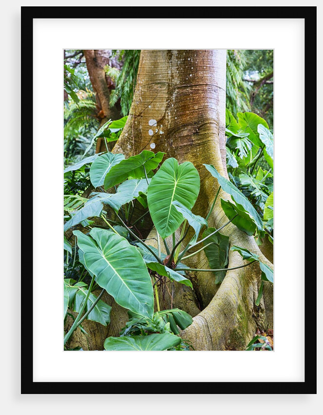 Philodendrons Growing in Forest by Anonymous
