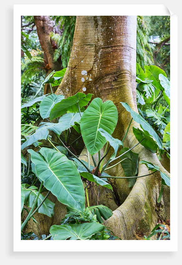 Philodendrons Growing in Forest by Anonymous