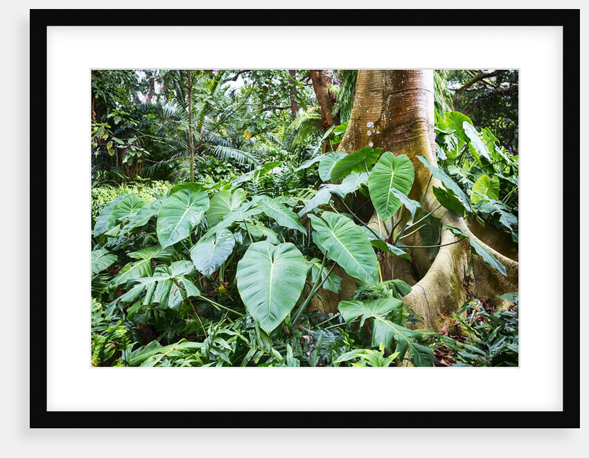 Philodendrons Growing in Forest by Anonymous