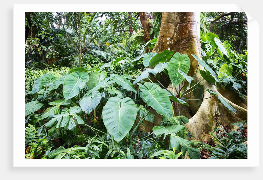 Philodendrons Growing in Forest by Anonymous