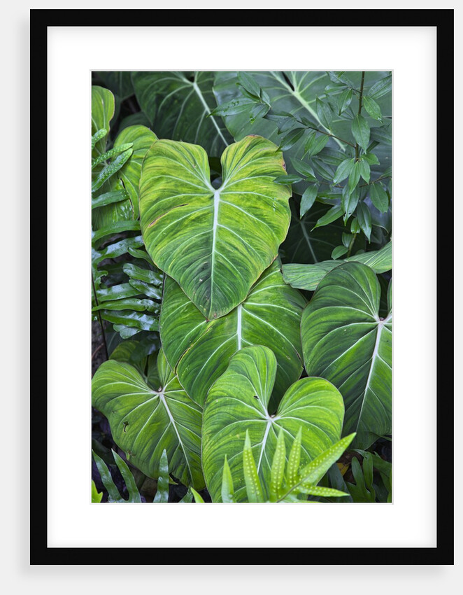 Tropical Gardens with philodendrons by Anonymous