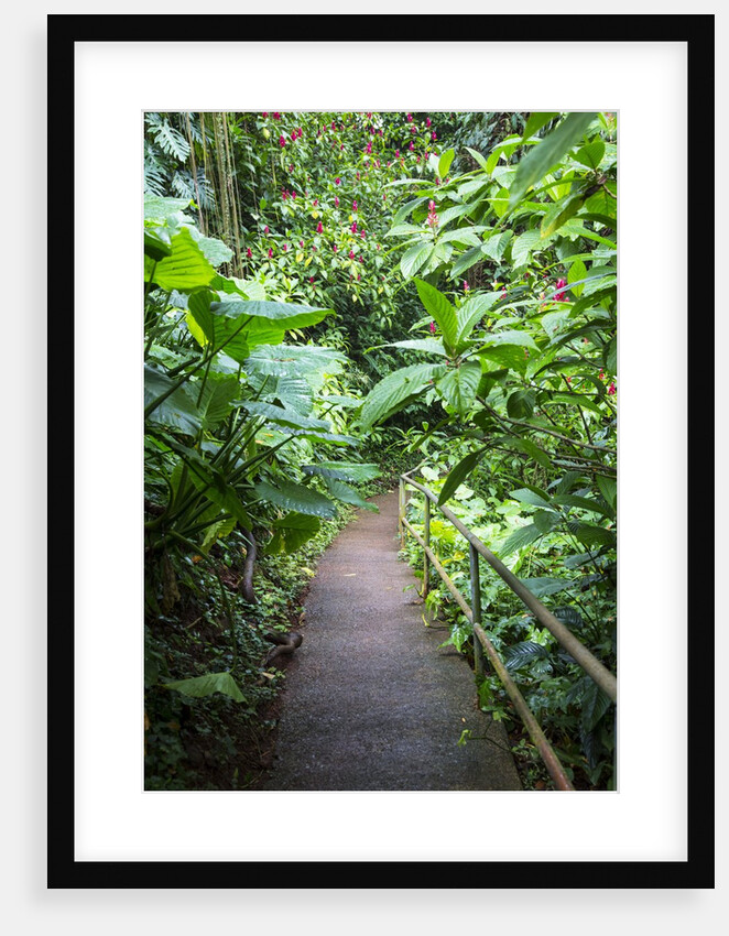 Tropical Gardens with Trail leading Through the Fresh Green Leaves by Anonymous