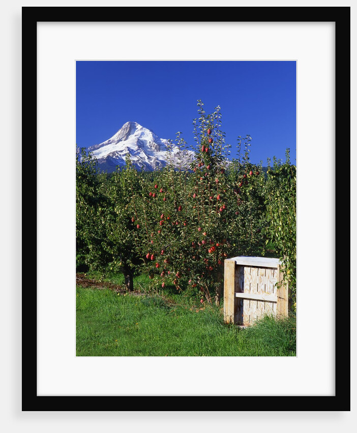 Red Bartlett pears by Anonymous