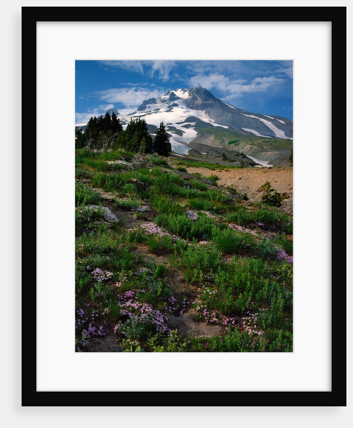 Phlox wildflowers & Mt. Hood by Anonymous