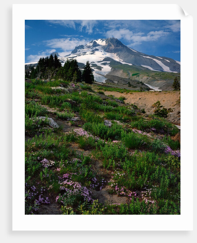Phlox wildflowers & Mt. Hood by Anonymous
