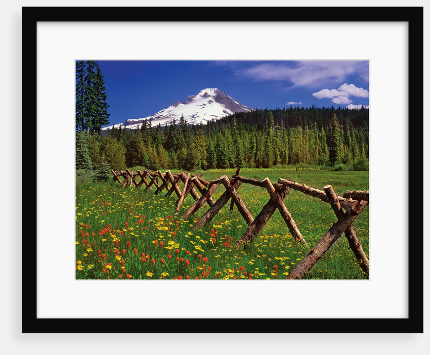 Mt. Hood viewed from Summit Meadows by Anonymous