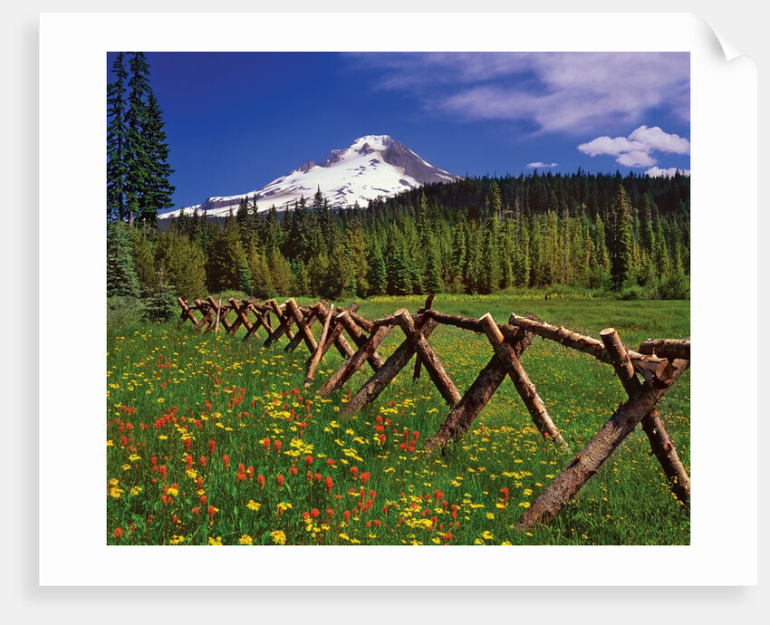 Mt. Hood viewed from Summit Meadows by Anonymous