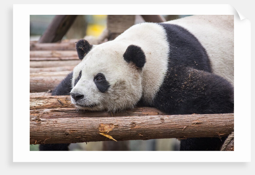 Giant Panda, Chengdu, China by Anonymous