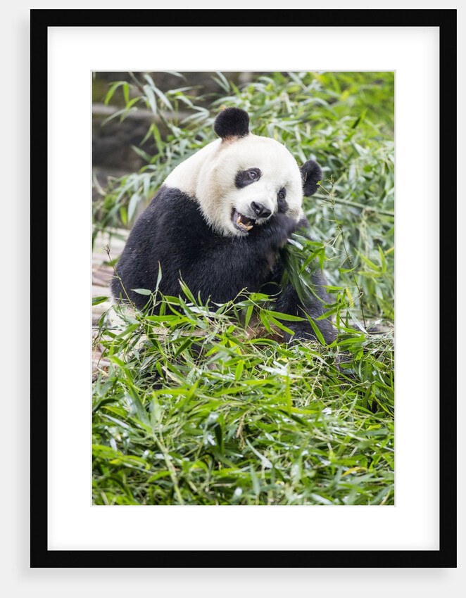 Giant Panda, Chengdu, China by Anonymous