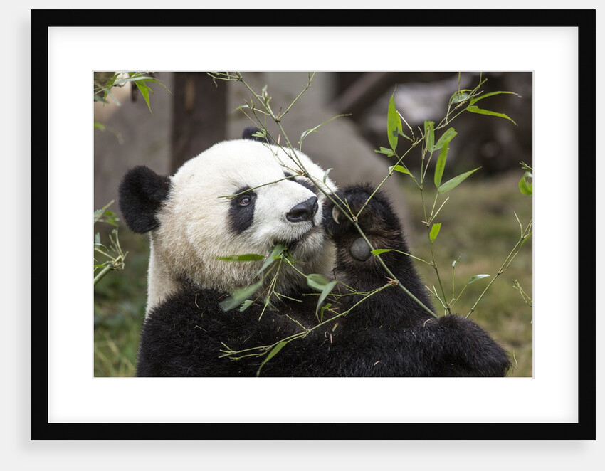 Giant Panda, Chengdu, China by Anonymous