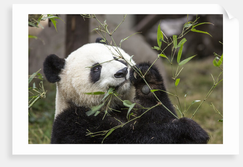 Giant Panda, Chengdu, China by Anonymous