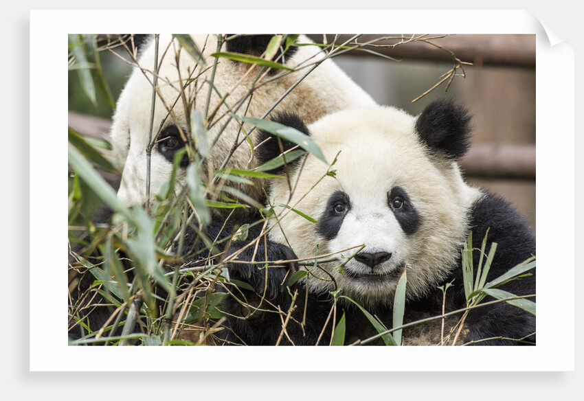 Giant Pandas, Chengdu, China by Anonymous