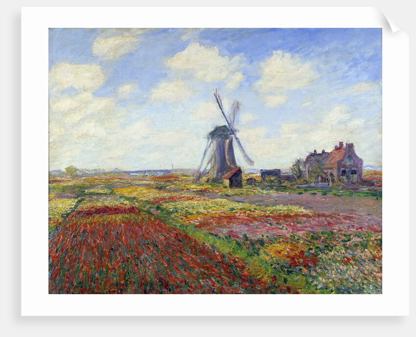 Tulip Fields in Holland by Claude Monet
