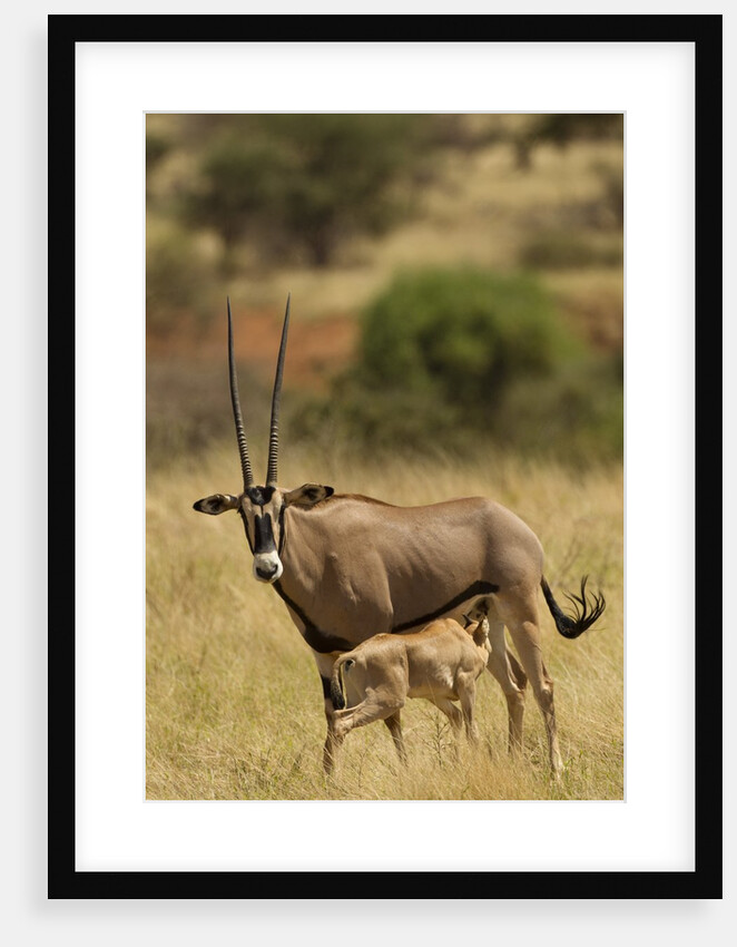 Bisea oryx by Anonymous
