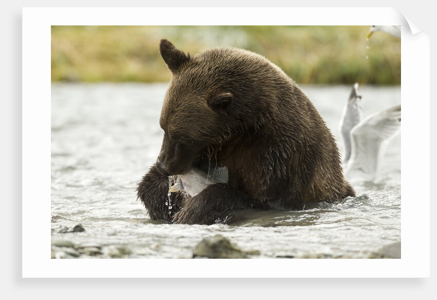 brown bear eating fish by Anonymous