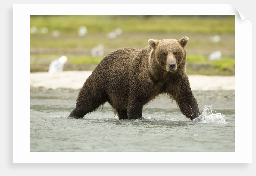 brown bear in river by Anonymous