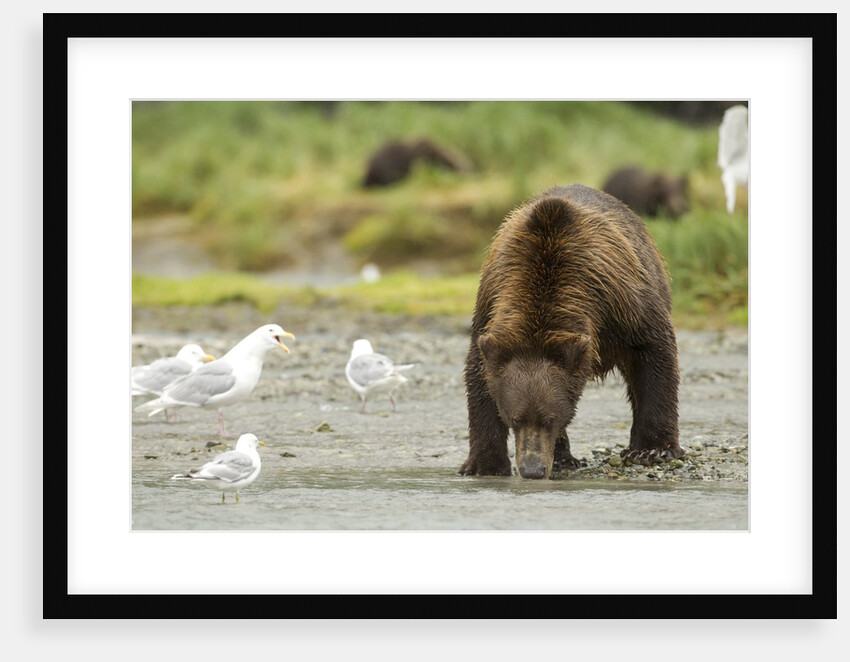 brown bear with sea gull by Anonymous