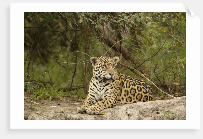 Jaguar resting by Anonymous