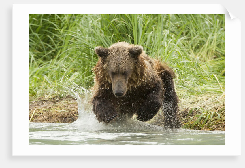 Brown bear jumping by Anonymous