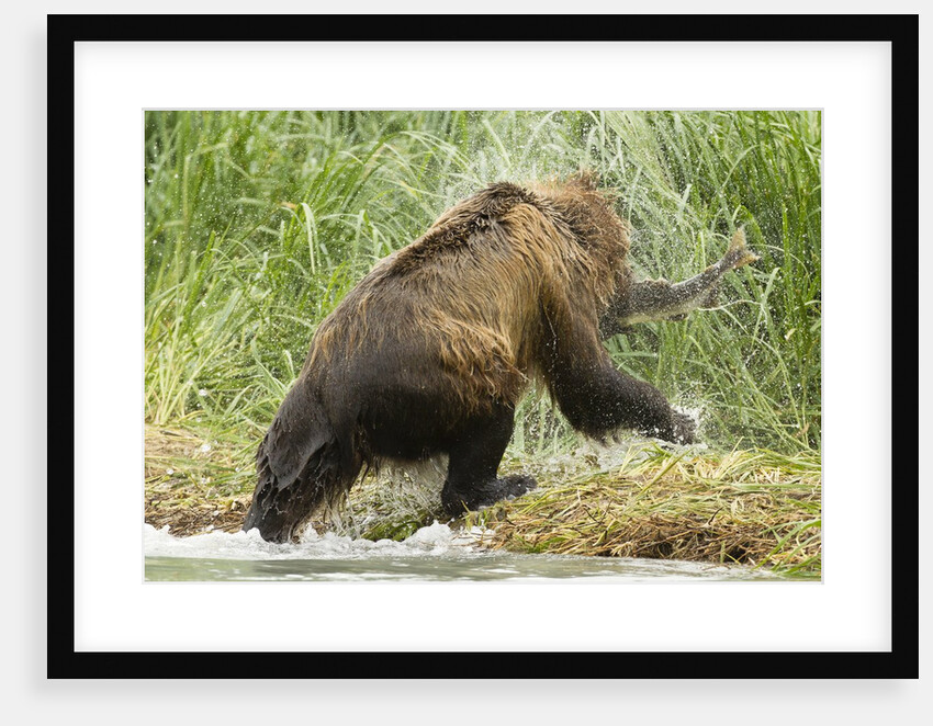 brown bear on river bank by Anonymous