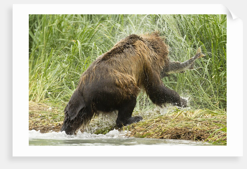 brown bear on river bank by Anonymous