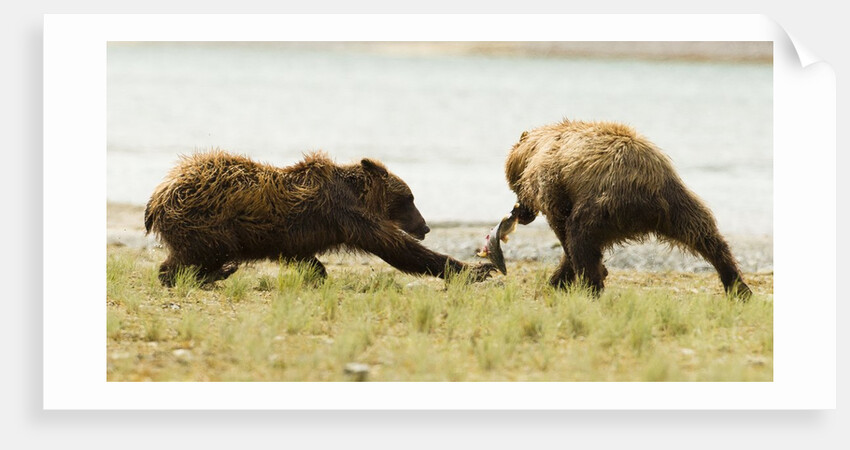 brown bears fighting over fish by Anonymous