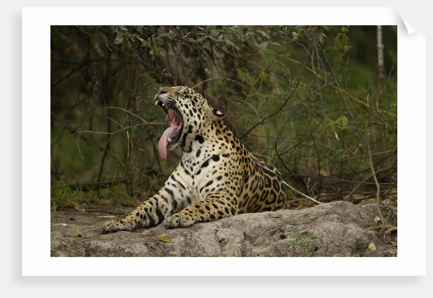 jaguar yawning by Anonymous