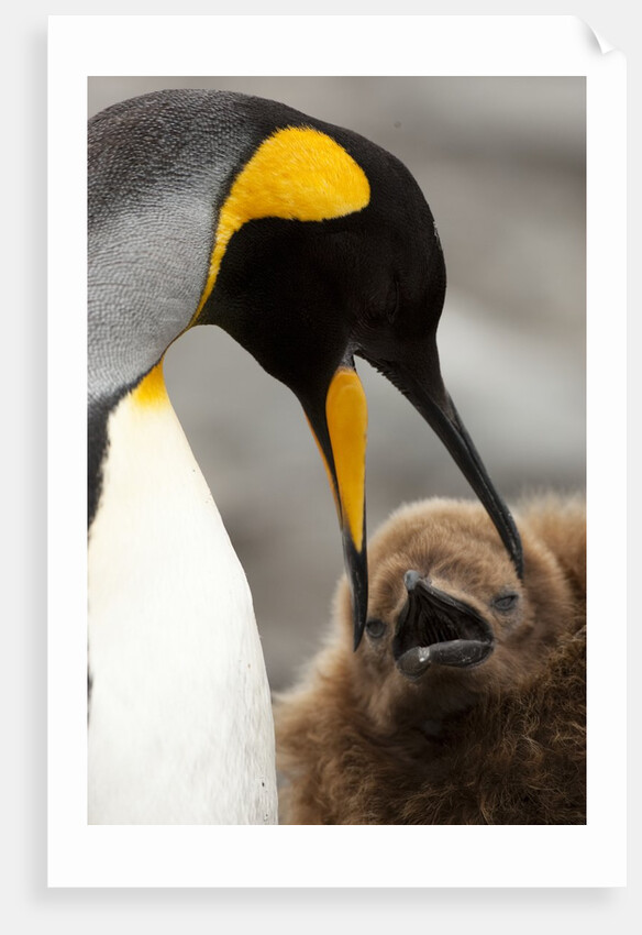 king penguin with baby by Anonymous