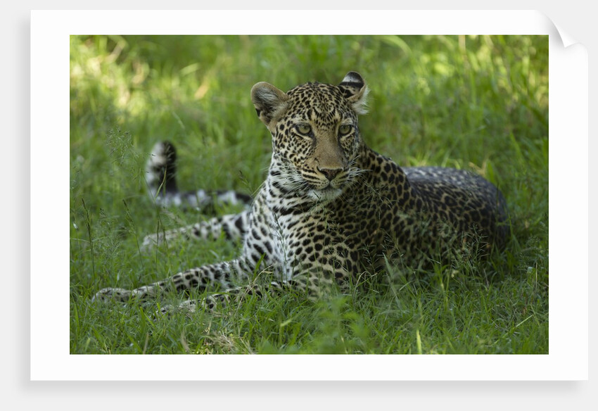 leopard in grass by Anonymous