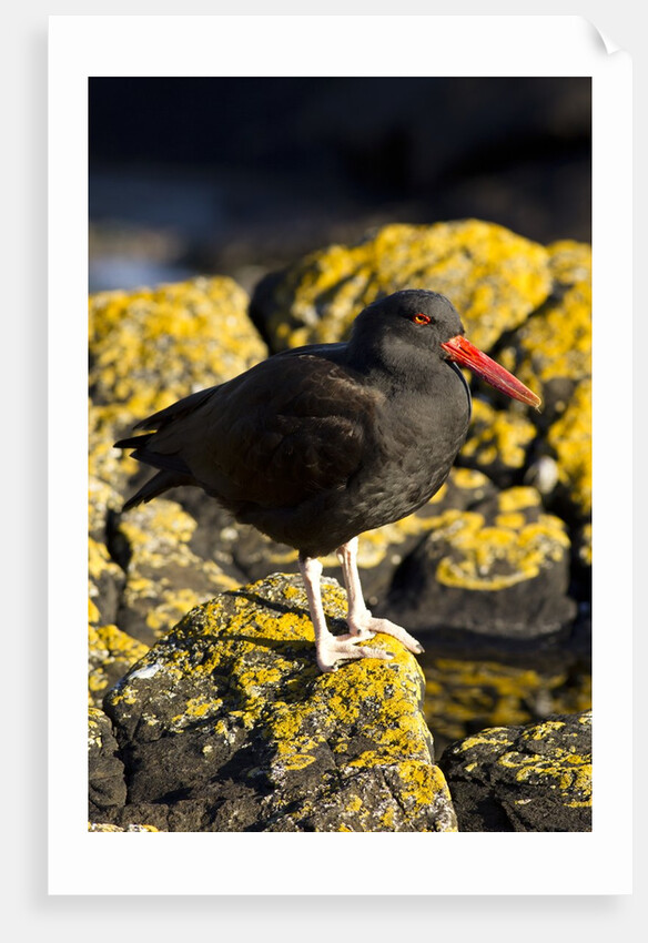 magelanic oystercatcher on rocks by Anonymous