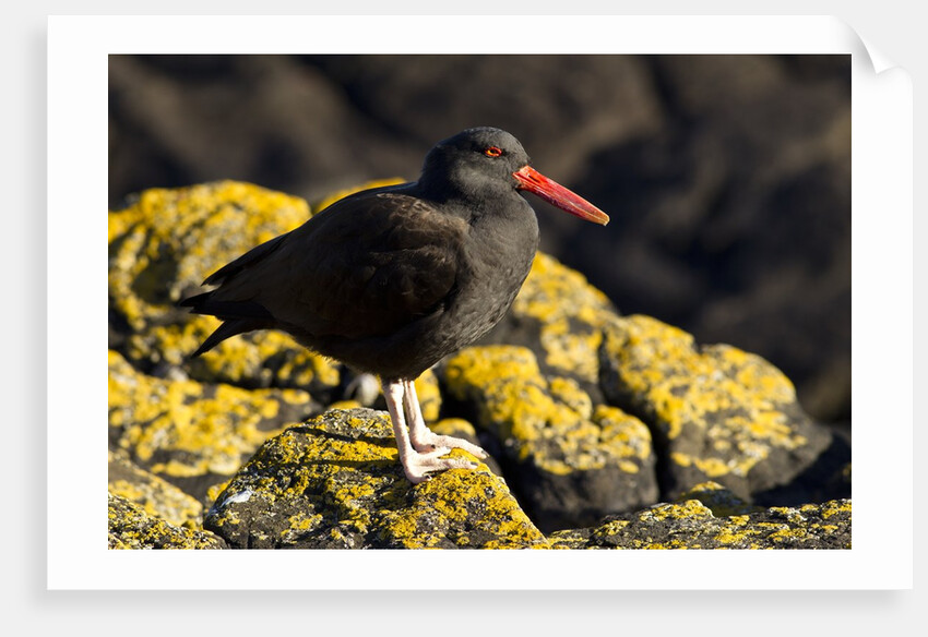 magellanic oystercatcher by Anonymous