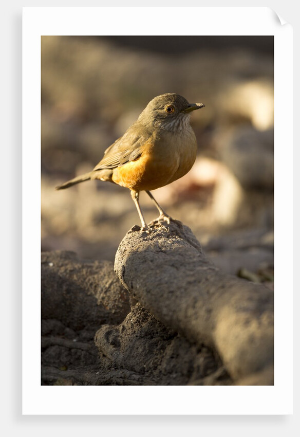 rufous-bellied thrush on rock by Anonymous