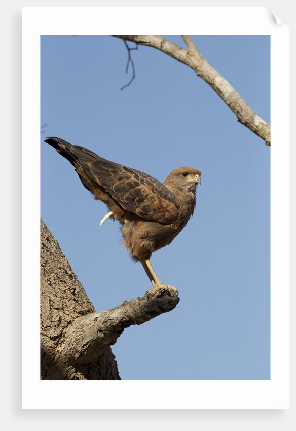 savanna hawk perched by Anonymous