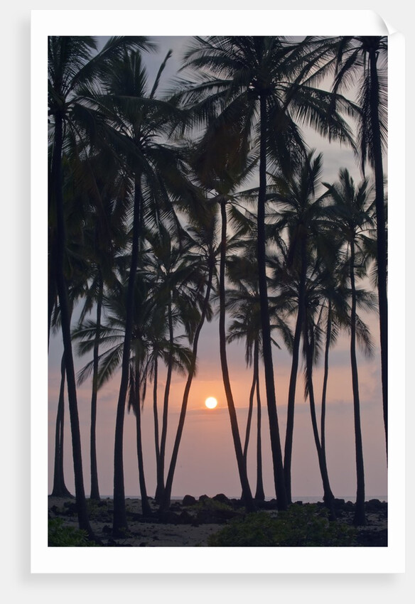 Palm Tree Sunset by Anonymous